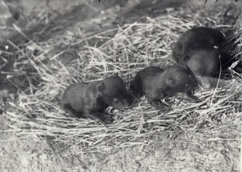 Trois oursons bruns et noirs âgés de 5 ou 6 semaines au zoo de Londres, février 1920